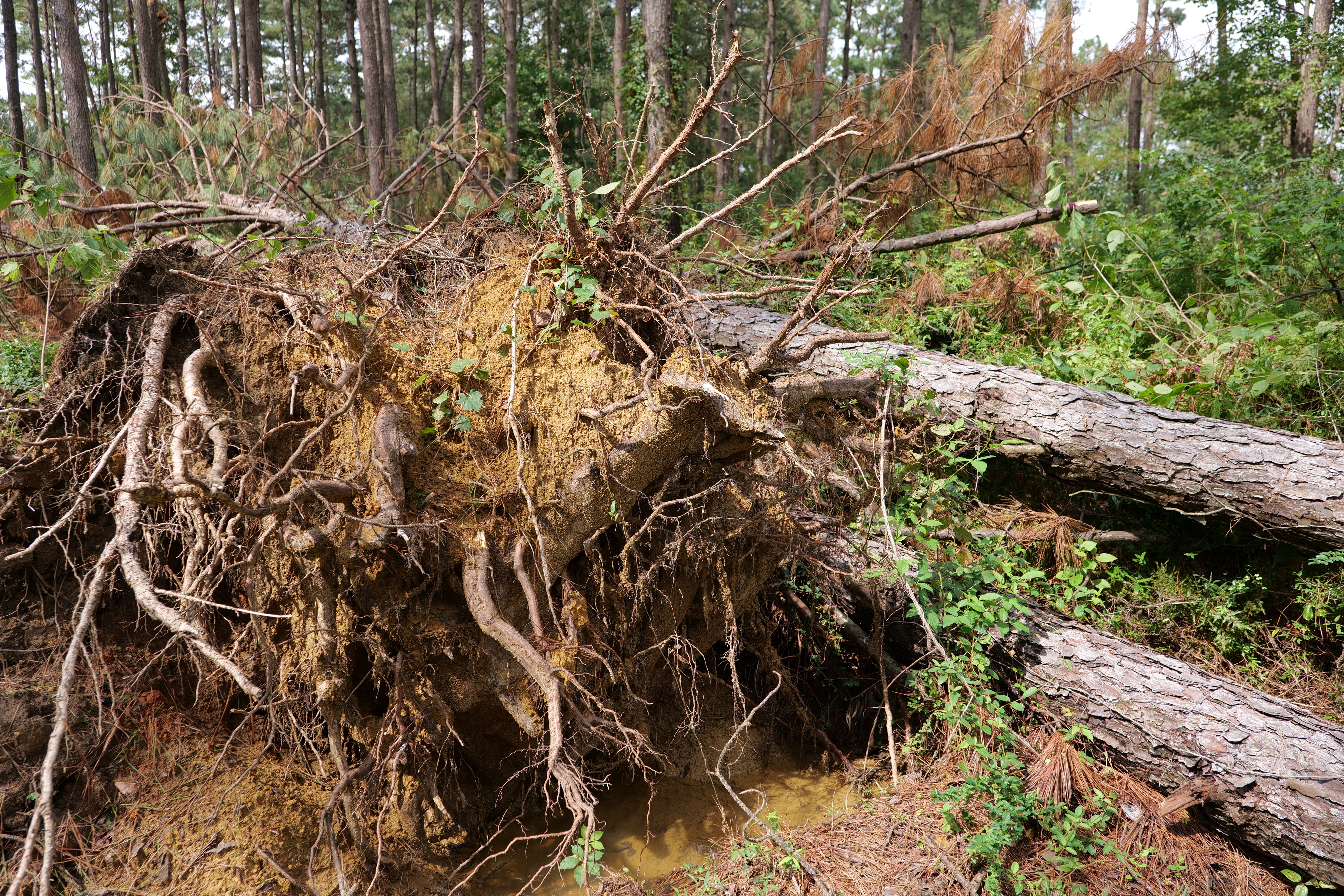 Meeting to discuss forestry landowner options after Ida